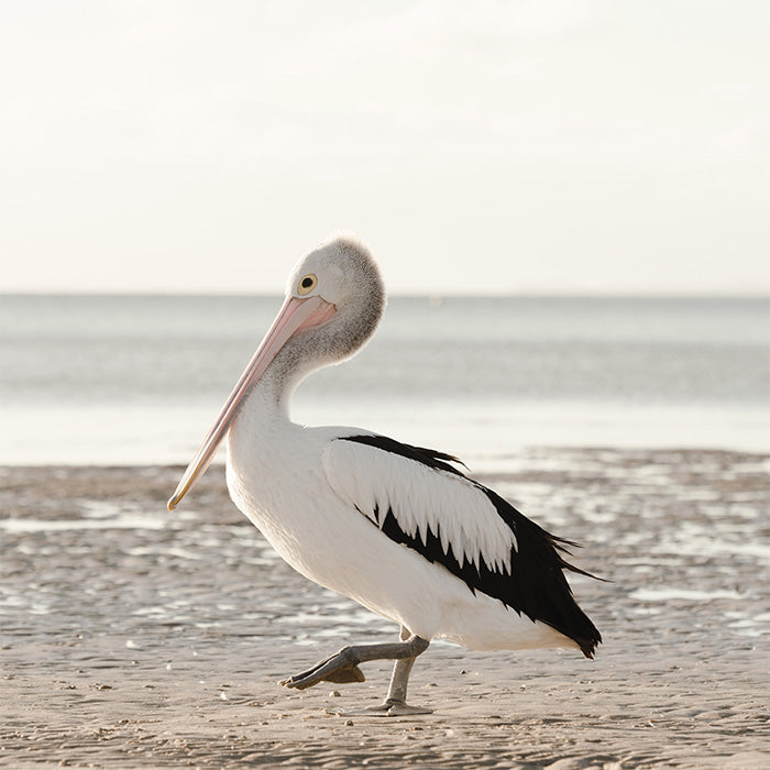 Solitary Pelican on Beach