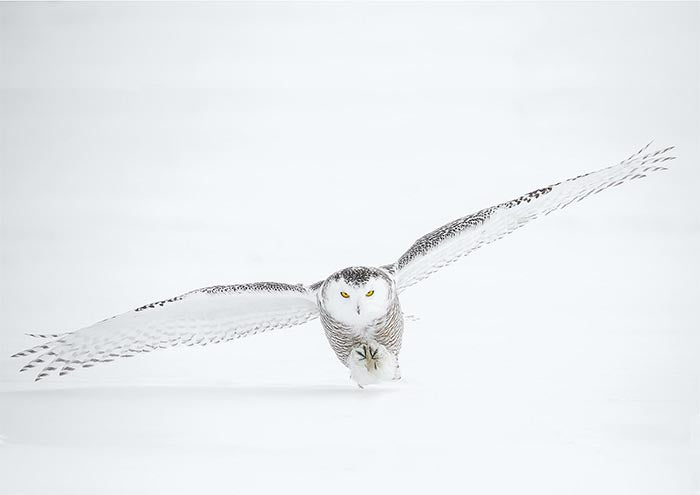 Owl Full Wingspan