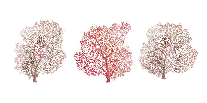 Neutral Coral