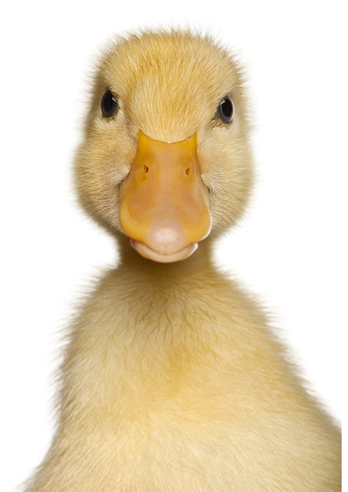 Quacker