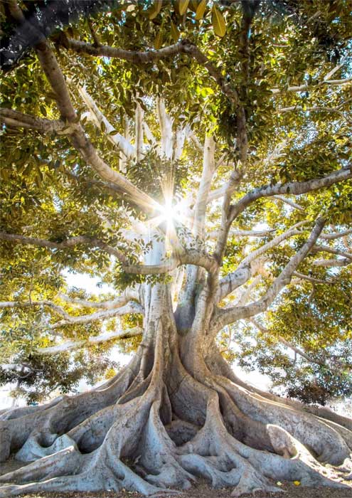 Roots 1
