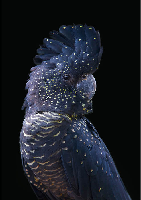 Spotted Cockatoo