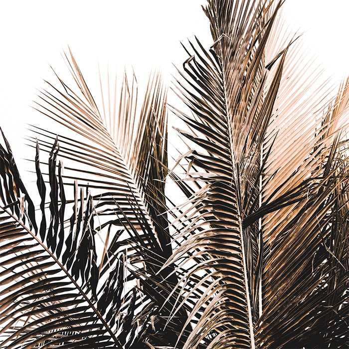 Sepia Palm
