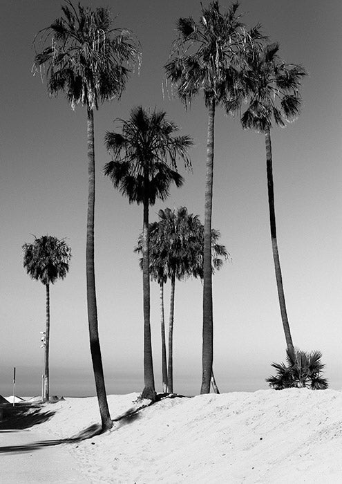 Tall Palms