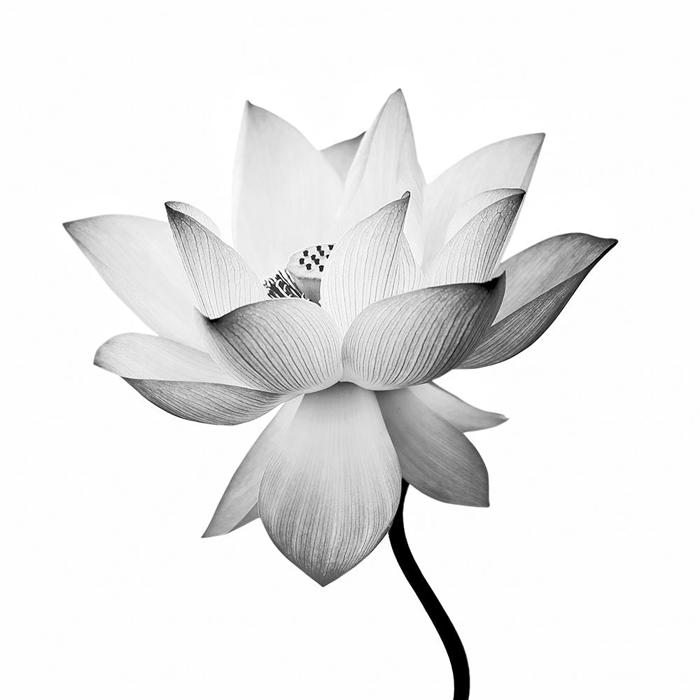 Transparent Lotus A