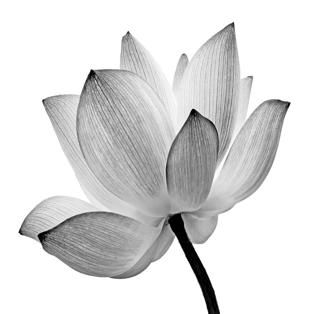 Transparent Lotus B