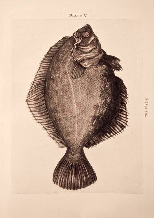 The Plaice