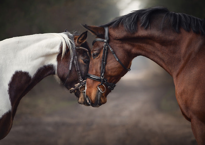 Equine True Love