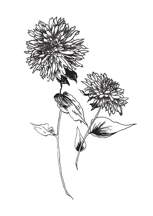 Sketchbook Flowers on White IV