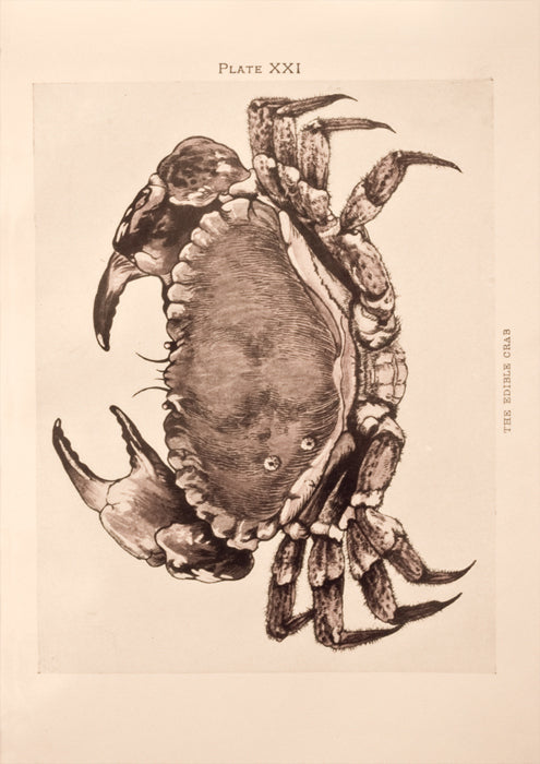 Vintage Crab