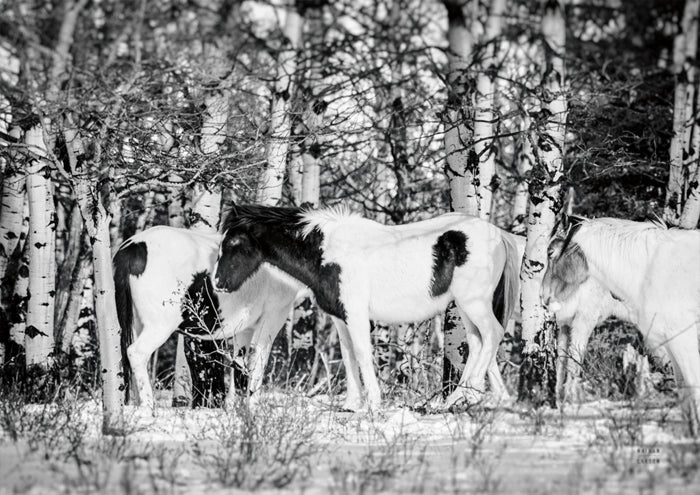 Winter Herd
