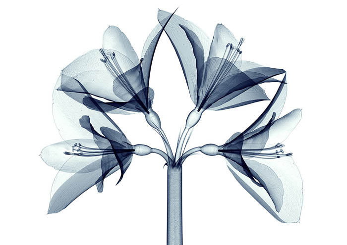 Xray B