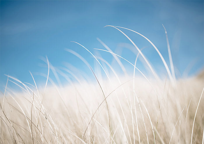 Blade Grass