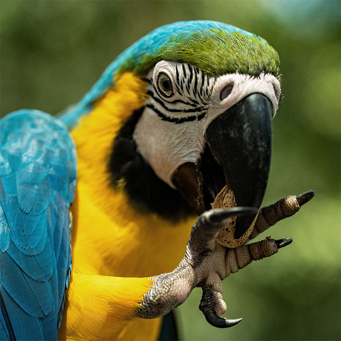 Blue And Gold Macaw