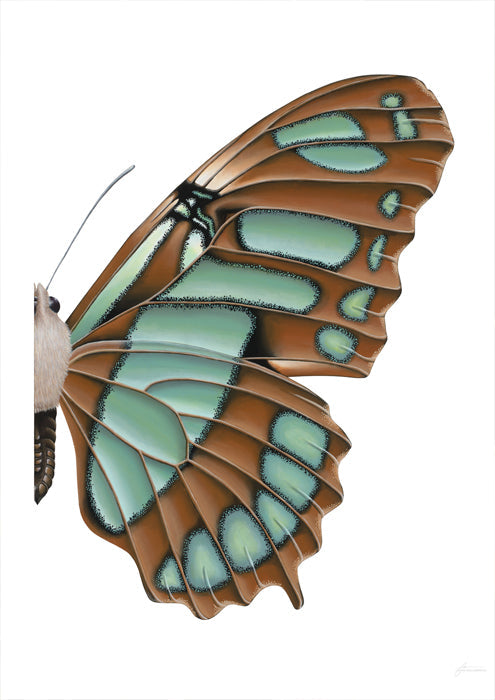 Blue Malachite Butterfly Right
