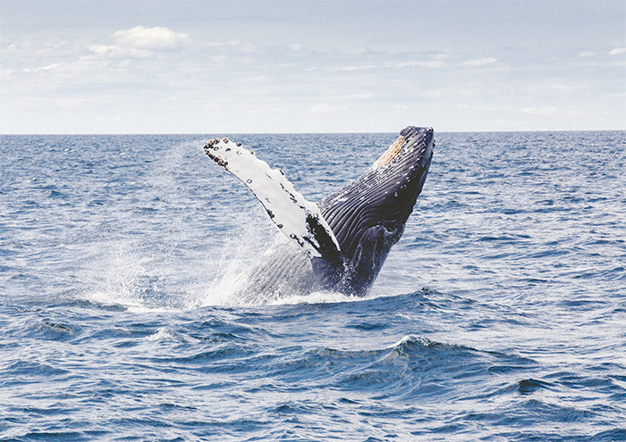 Breach