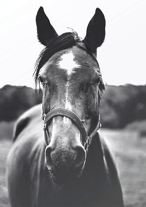 Colt