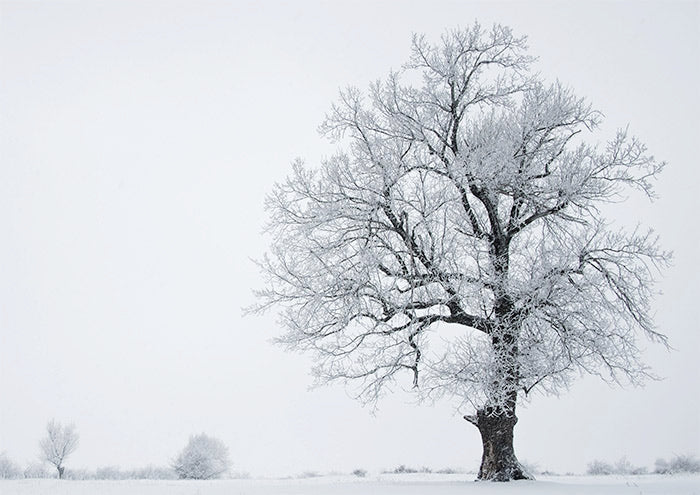 Distant Tree