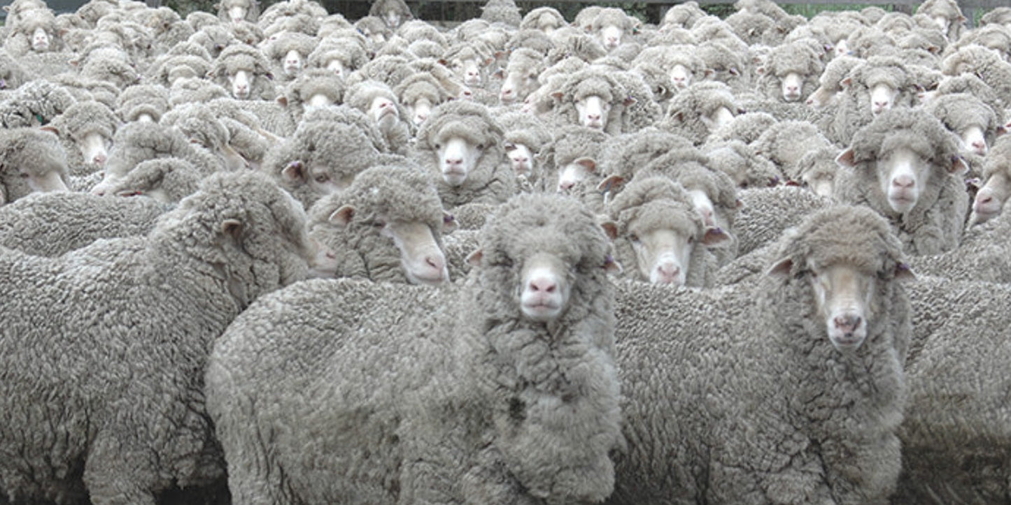 My Flock