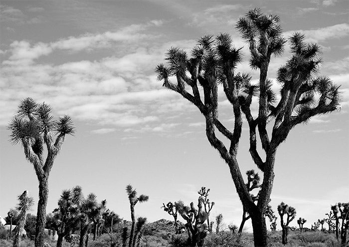 Joshua Tree