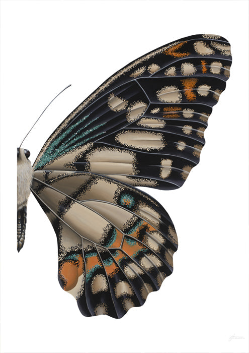 Lime Swallow Butterfly Right