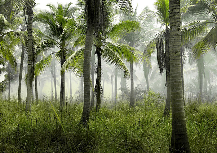 Palm Tree Forest