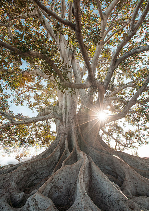 Roots 2