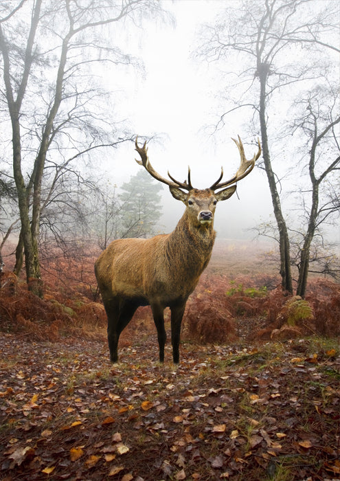 Stag in Forest