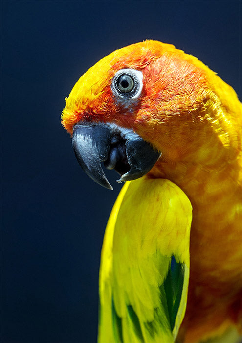 Sun Conure