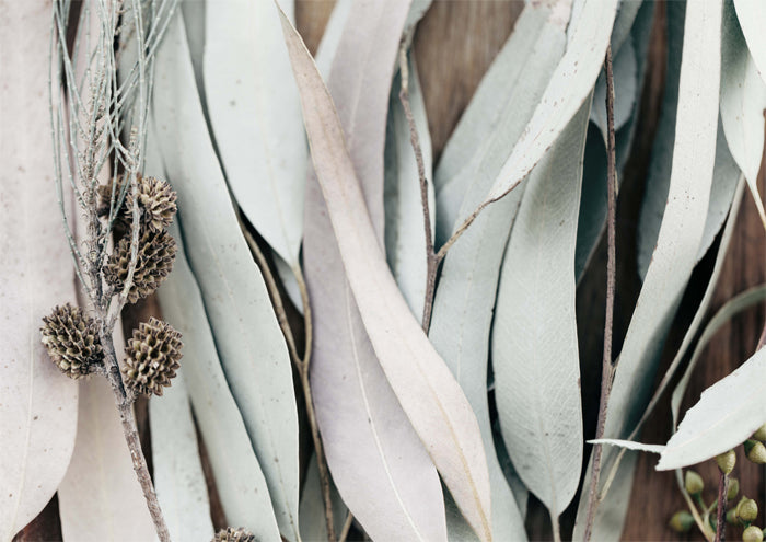 Gum Leaves