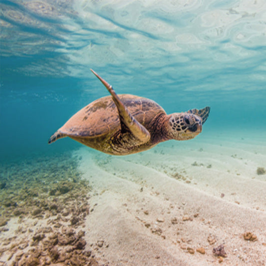 Turtle Haven