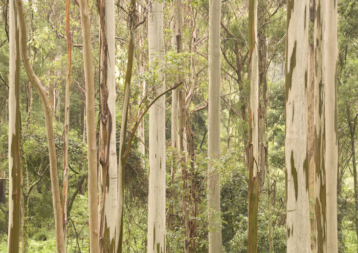 Echos of Eucalypt
