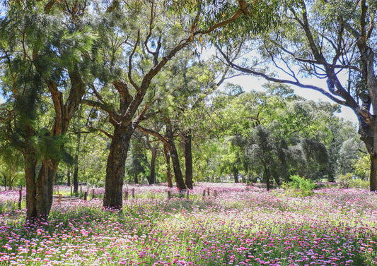 Everlastings at Kings Park