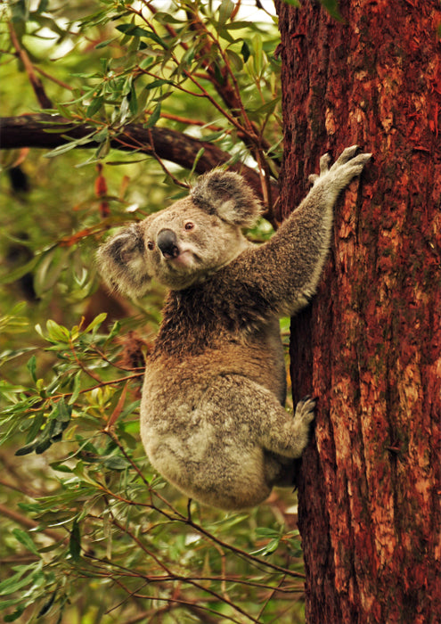 Koala Bear