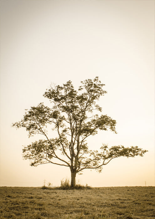 Sepia Tree Silhouette