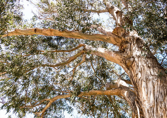Tree Canopy