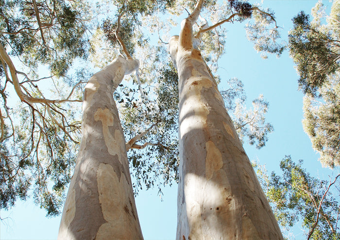 Towering Twins