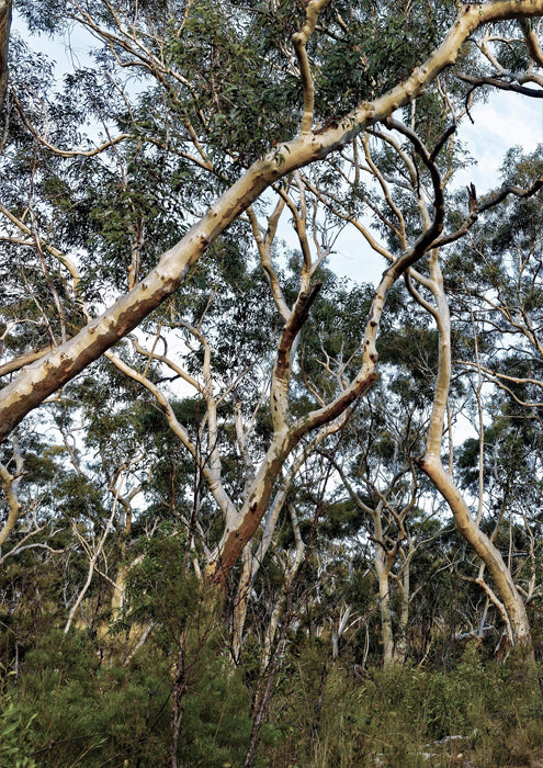 Blue Mountains Haze I