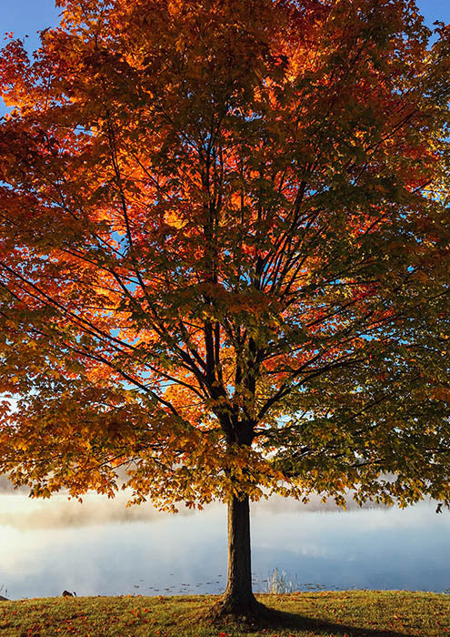 Autumn Hue