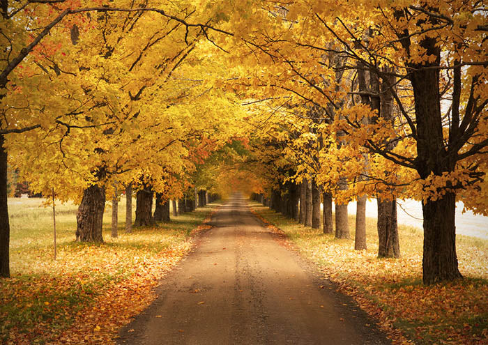 Autumn
