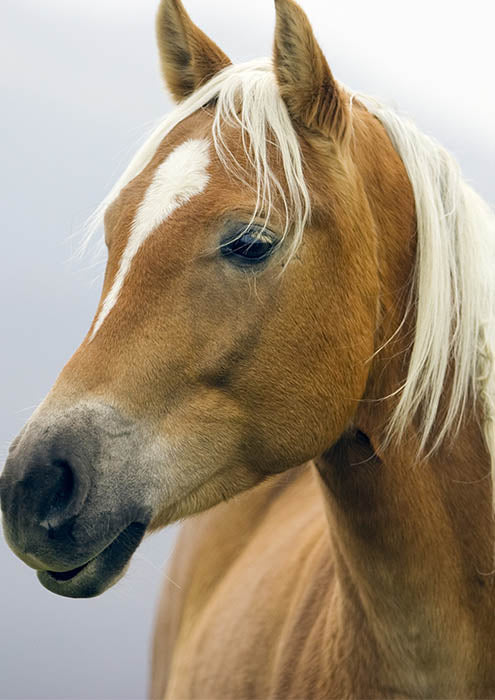 Beautiful Horse