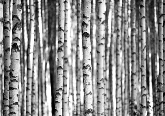 Birch Tree