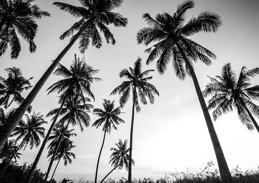Black And White Palms