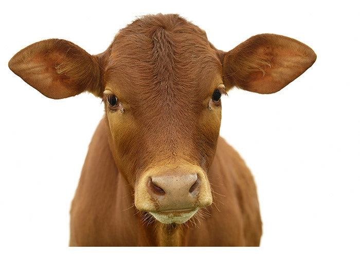 Brown Calf
