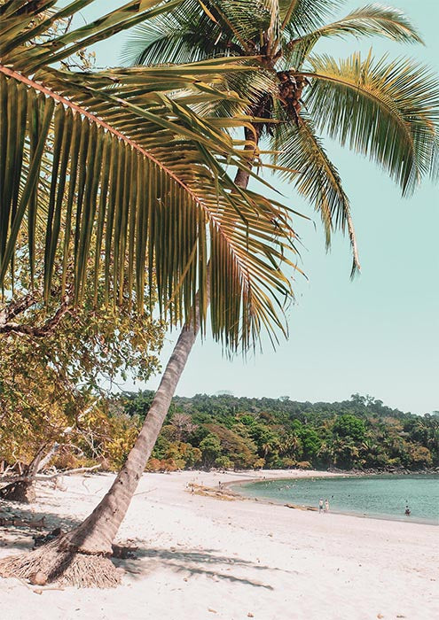 Beach Palms
