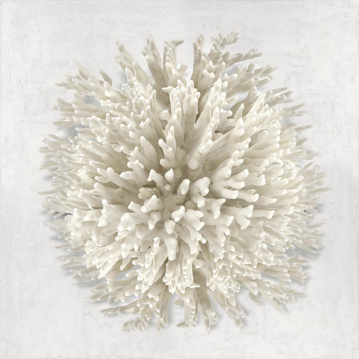 Coral I