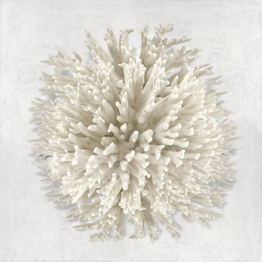 Coral I
