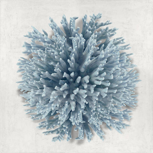 Coral Blue I