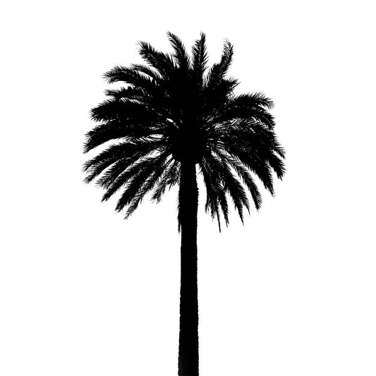 Coconut Palm 1