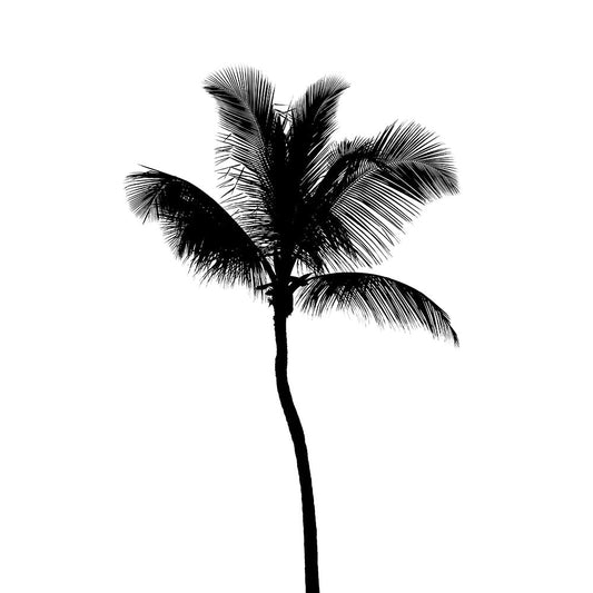 Coconut Palm 2